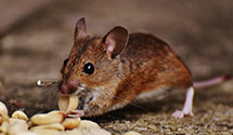 24 Hour & Emergency Exterminators in Saffell, AR